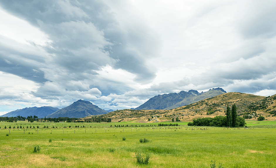 ニュージーランドの自然豊かな放牧地