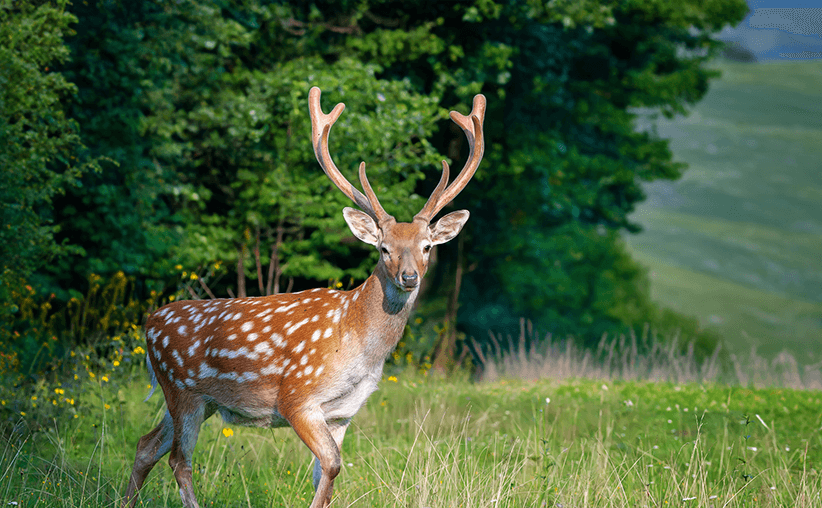ニュージーランドの自然豊かな放牧地