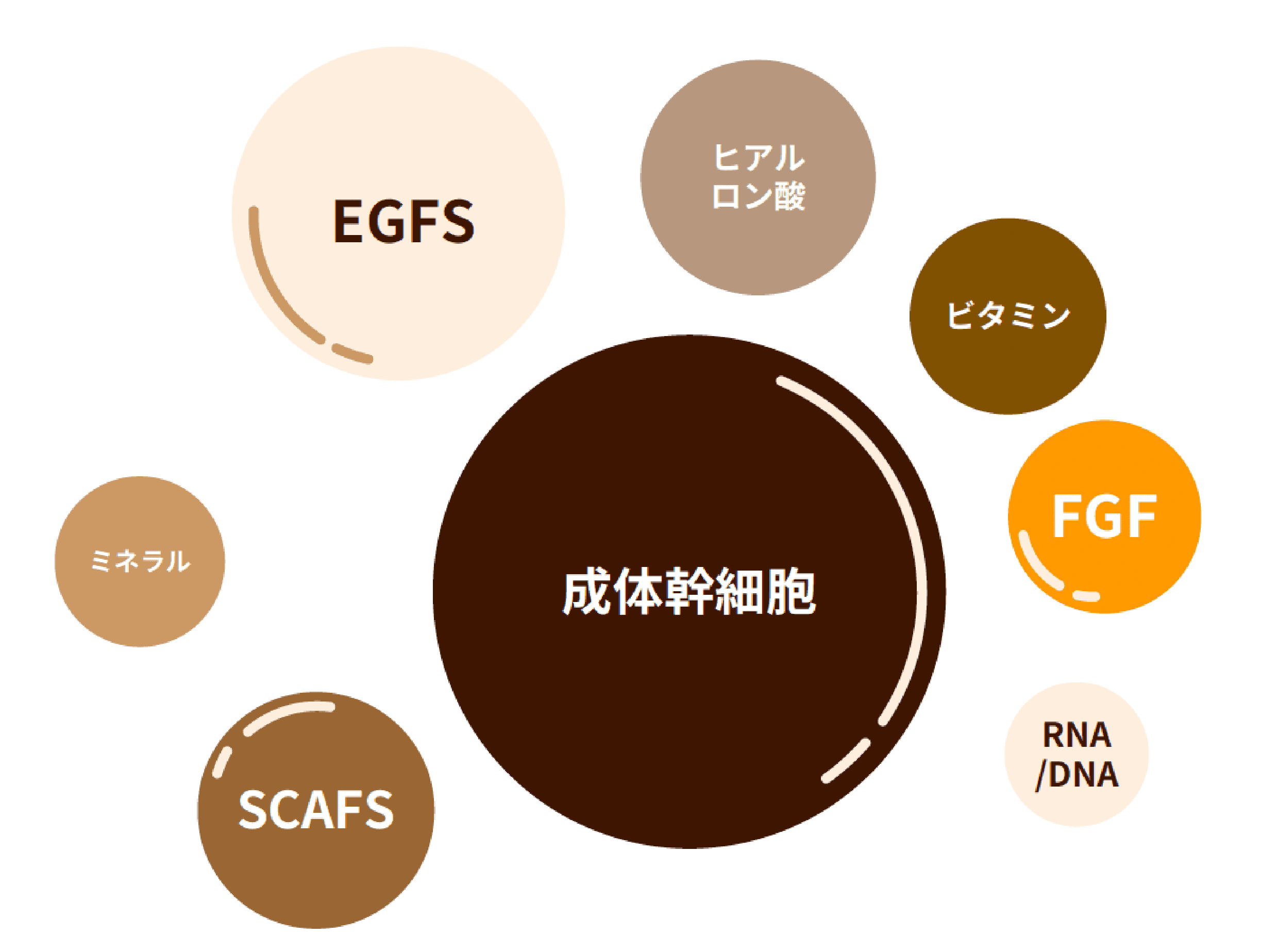 日本で唯一*1ラクトバチルス菌配合の鹿由来プラセンタエキス化粧品